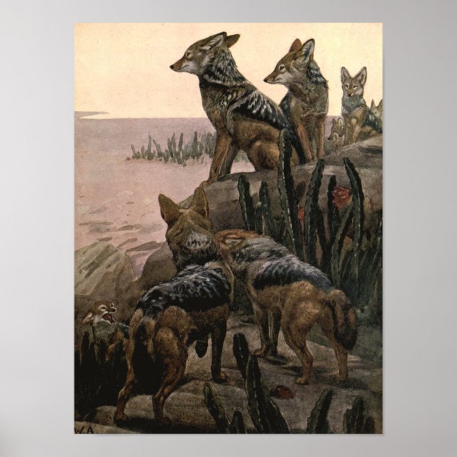 Black Backed Jackals av Winifred Austen Poster (Framsidan)