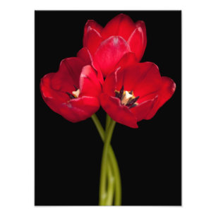 Black Background-Blommigt, rött, rörformsblommor Fototryck