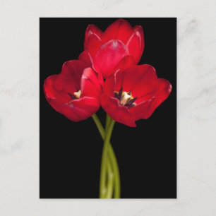 Black Background-Blommigt, rött, rörformsblommor Vykort