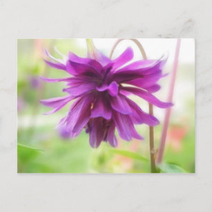Black Barlow Columbine Vykort