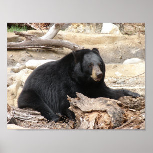 "Black Bear" av Carter L. Shepard" Poster