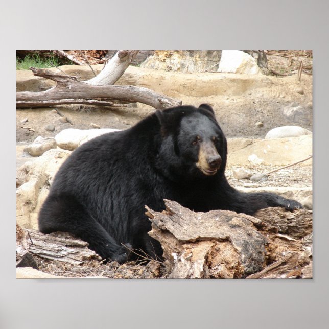 "Black Bear" av Carter L. Shepard" Poster (Framsidan)