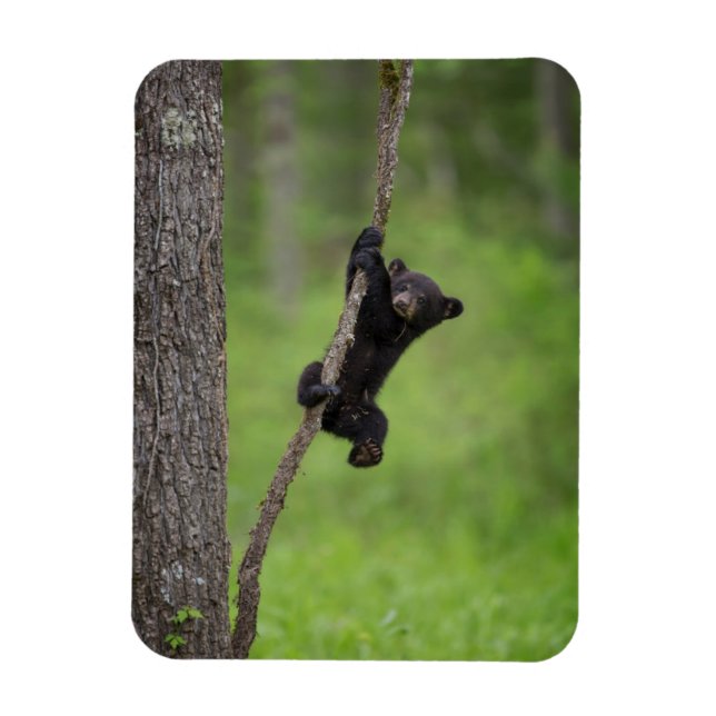 Black Bear Cub playing on Tree Limb Magnet (Vertikal)
