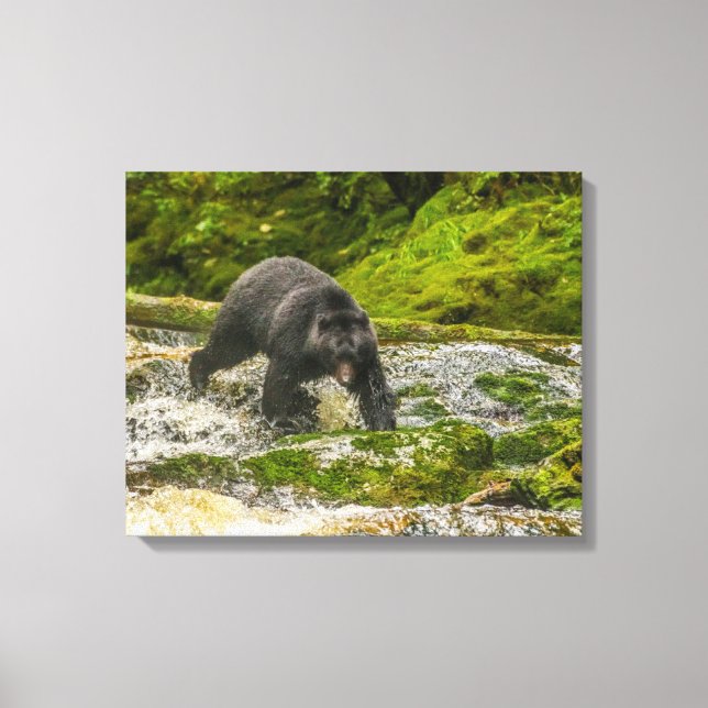Black Bear Fishing | Qua Creek British Columbia Canvastryck (Framsida)
