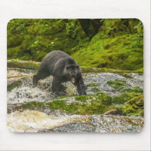 Black Bear Fishing Qua Creek British Columbia Musmatta