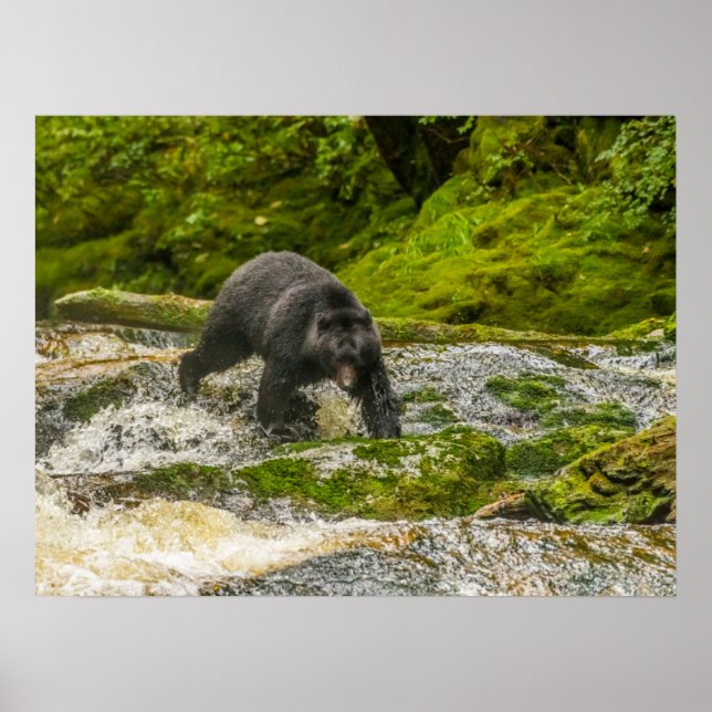 Black Bear Fishing | Qua Creek British Columbia Poster (Framsidan)
