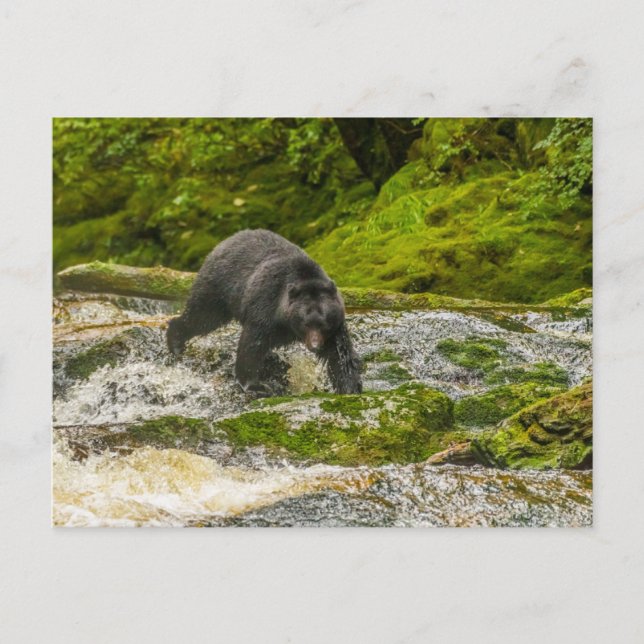 Black Bear Fiske | Qua Creek British Columbia Vykort (Framsida)