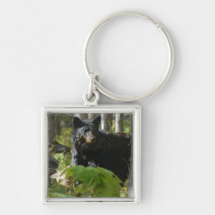 Black Bear Gömmer i Forest Wildlife Photo Fyrkantig Silverfärgad Nyckelring