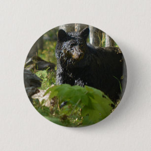 Black Bear Gömmer i Forest Wildlife Photo Knapp