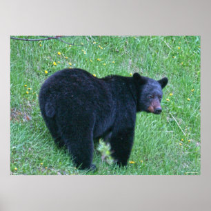Black Bear Grasing på Grönt Grass Wildlife Poster