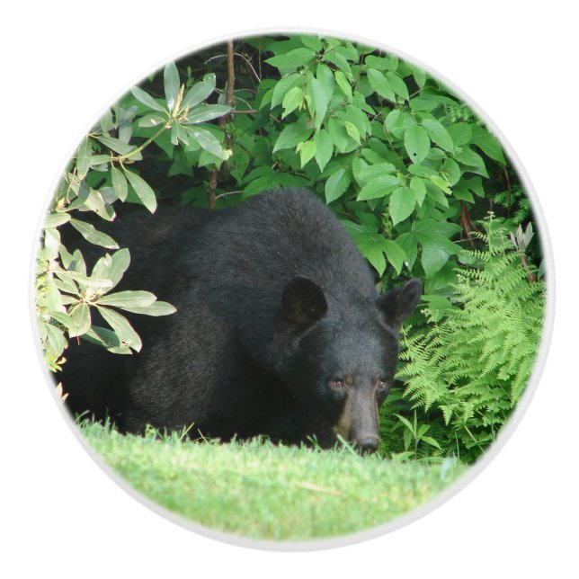Black Bear - Hej Cubby Ceramic Knob Knopp (Framsidan)