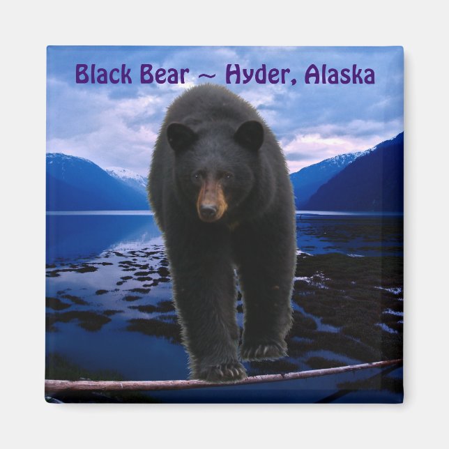 BLACK BEAR Hyder, Alaska Wildlife Magnet (Framsidan)