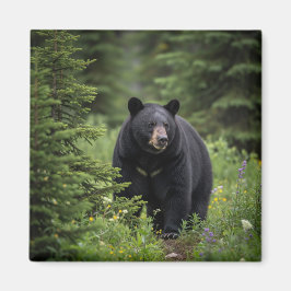 Black Bear i Banff National Park Kanada Magnet