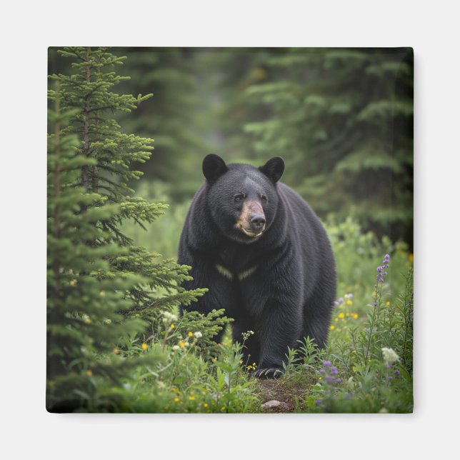 Black Bear i Banff National Park Kanada Magnet (Framsidan)