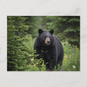 Black Bear i Banff National Park Kanada Vykort
