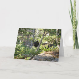 Black Bear i Grand Teton Kort