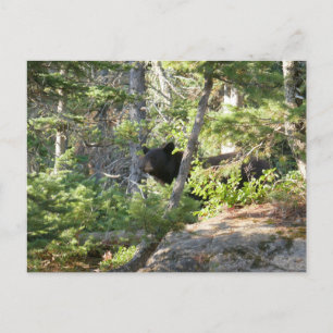 Black Bear i Grand Teton Vykort