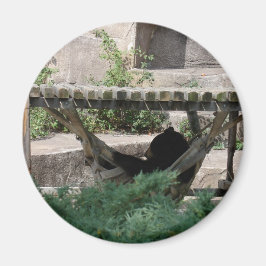 Black Bear i Hammock Magnet
