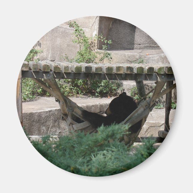 Black Bear i Hammock Magnet (Framsidan)