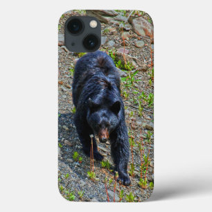 Black Bear i Yukon Wilderness Wildlife Photo