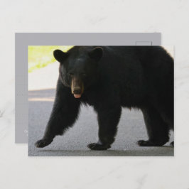 Black Bear in Cades Cove - Great Smokey Mountains  Vykort