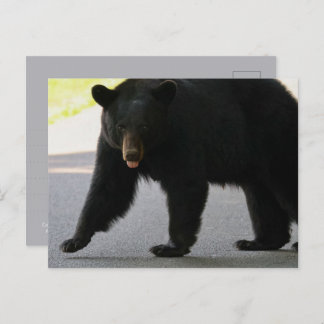 Black Bear in Cades Cove - Great Smokey Mountains  Vykort