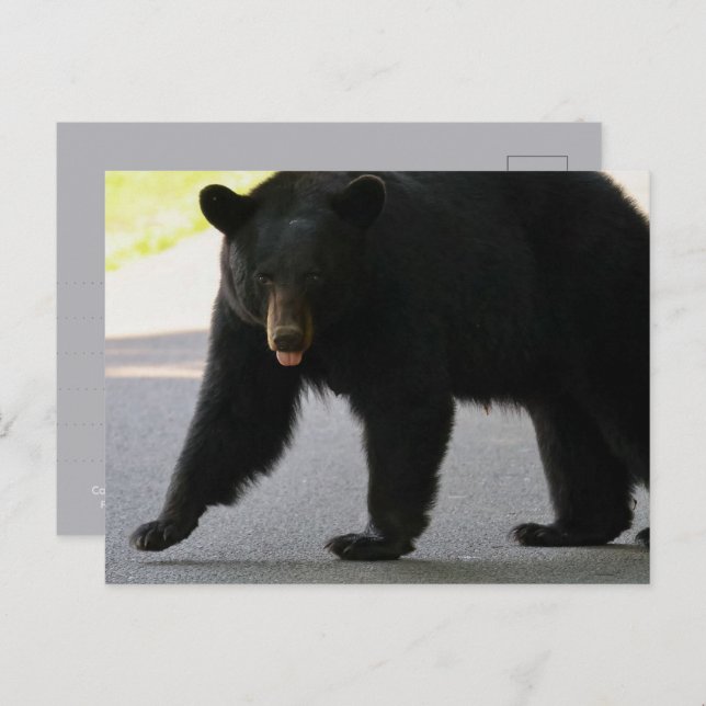 Black Bear in Cades Cove - Great Smokey Mountains  Vykort (Fram/baksida)