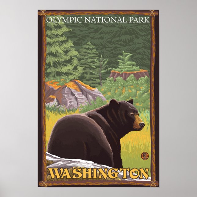 Black Bear in Forest - Olympic Nat'l Park, WA Poster (Framsidan)