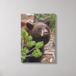 Black Bear med Blond Färg Canvastryck