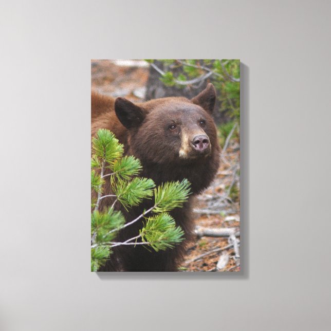 Black Bear med Blond Färg Canvastryck (Framsida)