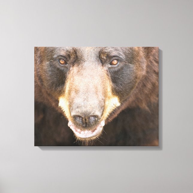 Black Bear, Michigan Canvastryck (Framsida)