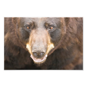 Black Bear, Michigan Fototryck