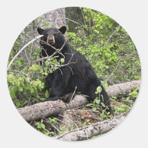 Black Bear Round Sticker Runt Klistermärke