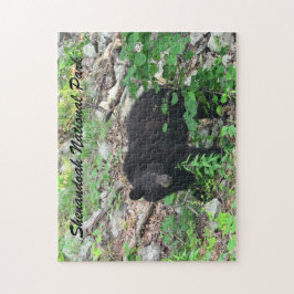 Black Bear Shenandoah National Park Virginia Pussel