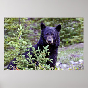 Black Bear Stare Poster