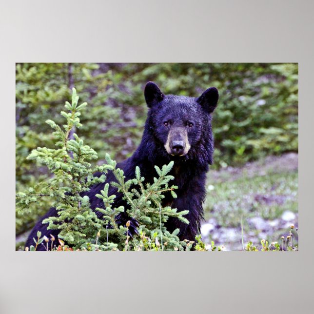 Black Bear Stare Poster (Framsidan)