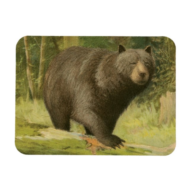 Black Bear Stepping på en Träd Trunk Magnet (Horisontell)