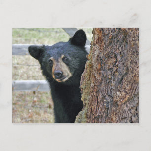 Black Bear Träd Photo Vykort
