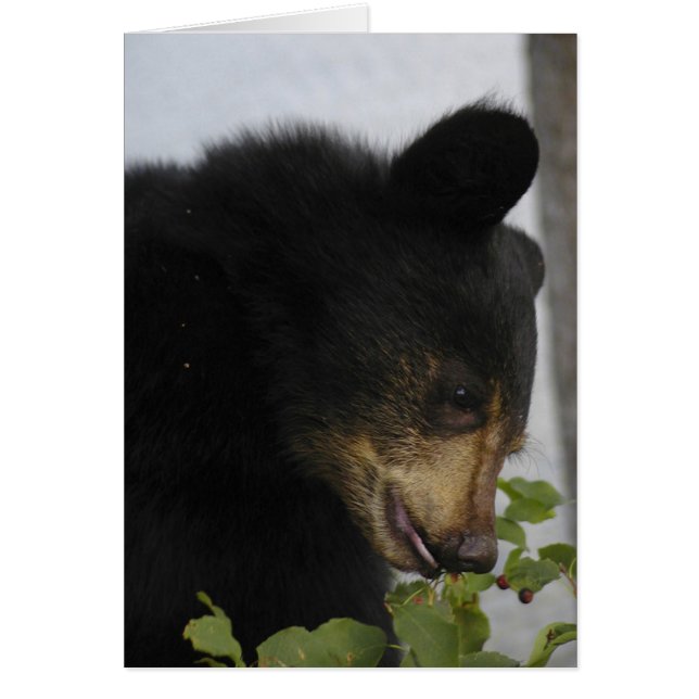 Black Bear Unge Hälsningskort (Framsidan)