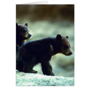 Black Bear unge Hälsningskort
