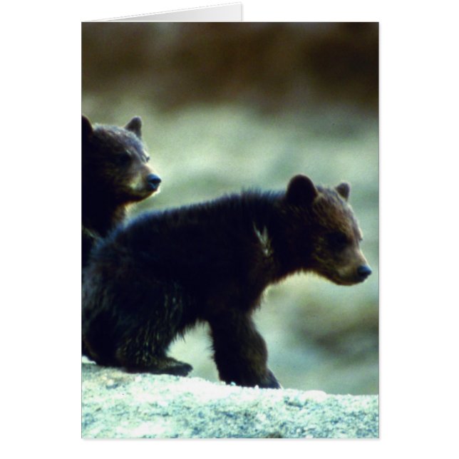 Black Bear unge Hälsningskort (Framsidan)