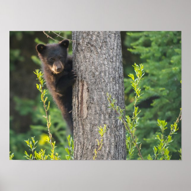 Black Bear Unge i Springtime Poster (Framsidan)