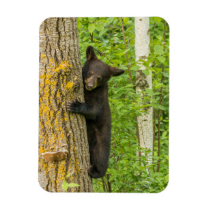 Black Bear Unge Minnesota Magnet