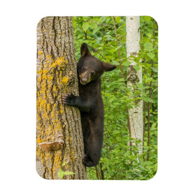 Black Bear Unge | Minnesota Magnet (Vertikal)