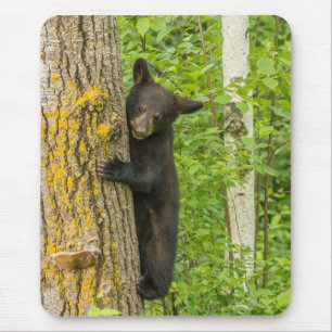 Black Bear Unge Minnesota Musmatta