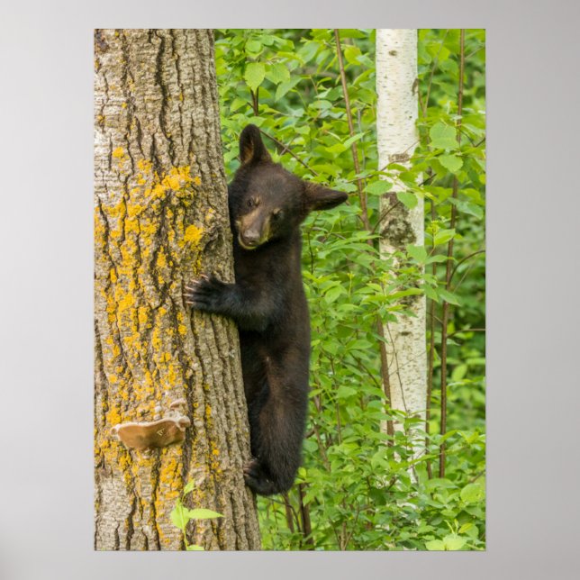 Black Bear Unge | Minnesota Poster (Framsidan)