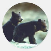Black Bear unge