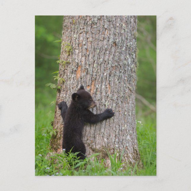 Black Bear Unge | Underbara rökiga berg Vykort (Framsida)