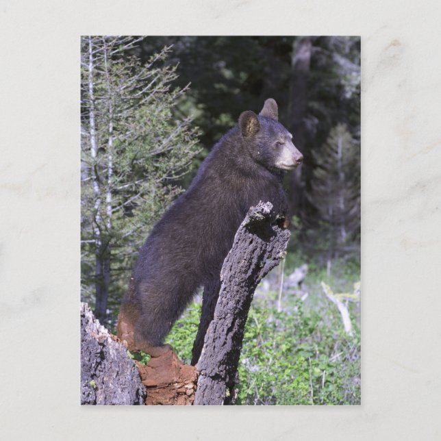 Black Bear Unge Vykort (Framsida)