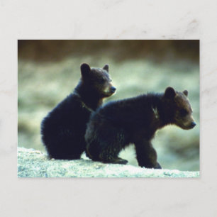 Black Bear unge Vykort